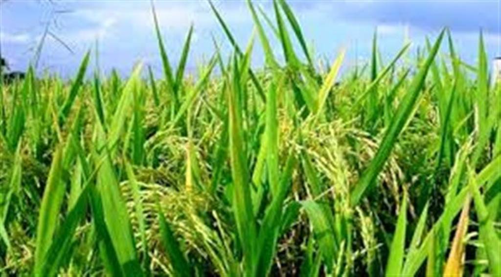 Payment of Rs 1232724 crore has been directly transferred to the bank accounts of farmers in the Kharif procurement season in Haryana so far